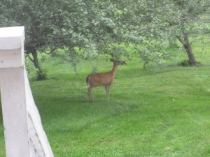 Young Deer 1