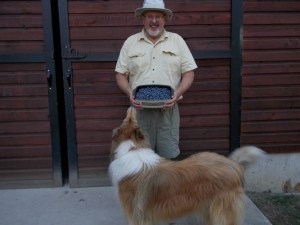 Rider inspects the day's crop of blueberries.